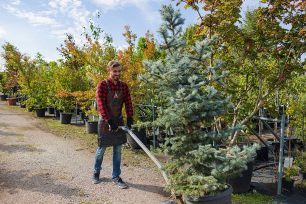 Best Palm Tree Trimming  in Mound, MN